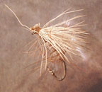 2-elkhaircaddis.jpg