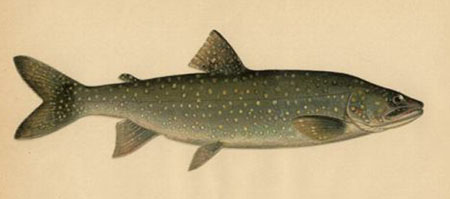 Lake%20trout.JPG