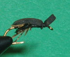 beetle-MB.jpg